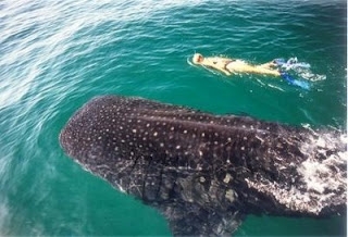  Nuota con lo squalo balena